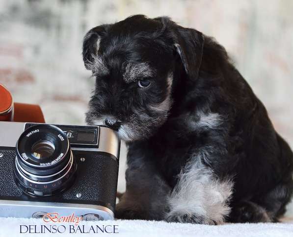 Шикарные щенки цвергшнауцера окраса черный с серебром в фото 12