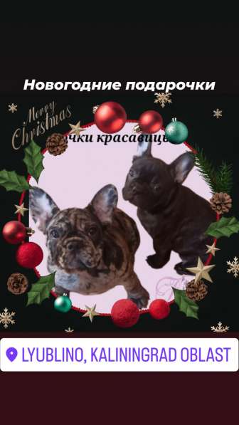 Щенки французского бульдога лилового, голубого, мерле окраса в Москве фото 26