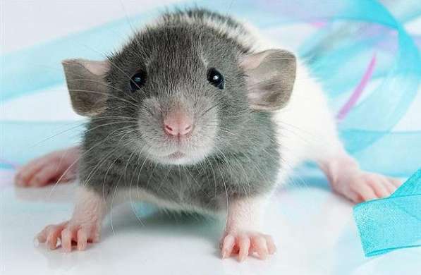 Крыса дамбо с клеткой, едой, наполнителем в Санкт-Петербурге