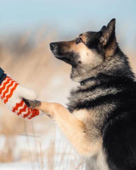 Овчарка в миниатюре (метис) ищет дом в Москве фото 8