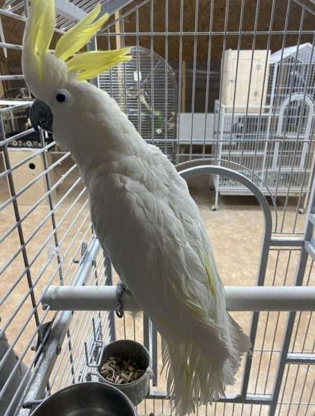 Cockatoo Parrot в фото 3