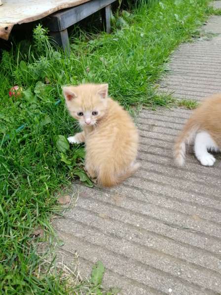 Котенок в добрые руки, даром в Орехово-Зуево фото 14