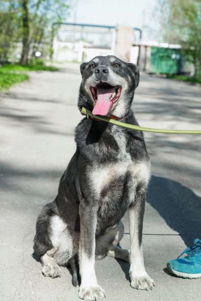 Собака в хорошие руки в Санкт-Петербурге фото 3