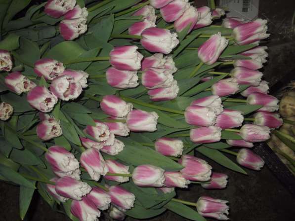 Тюльпаны в фото 6