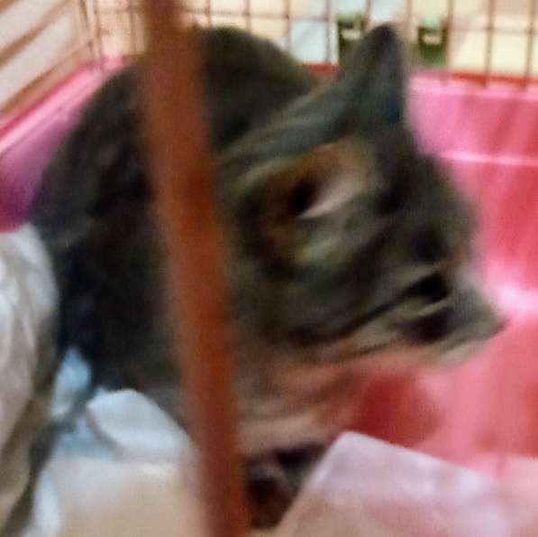 Сос! Кошечку выкинули на улицу в Москве фото 17