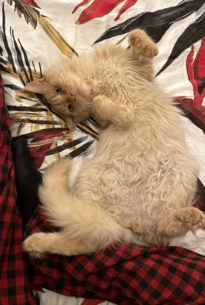 Кремовый котик Степа нуждается в любящем хозяине в фото 3