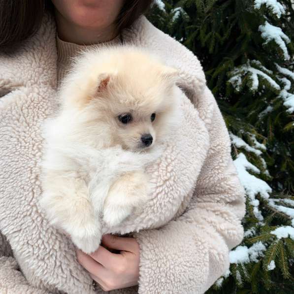 Щенки шпица