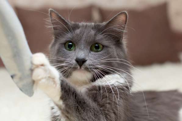 Ласковая пушистая зеленоглазая кошка голубого окраса Джеки в Москве фото 5