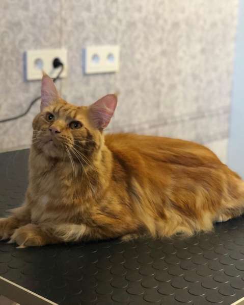 Кот мейн -кун в фото 6