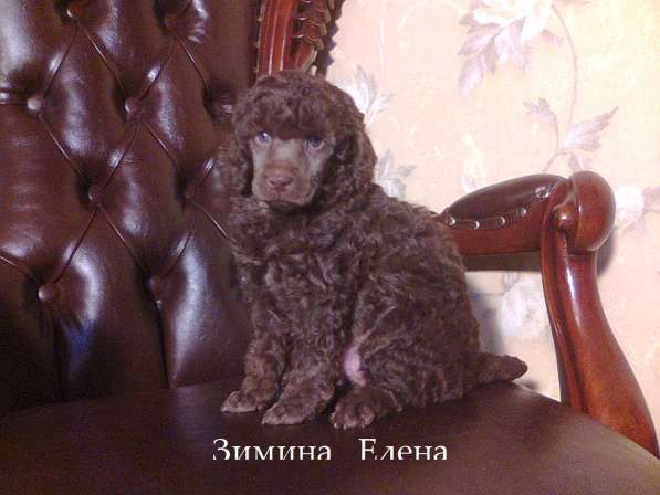 Девочка малого пуделя коричневого окраса в Москве фото 4