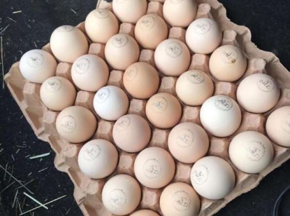 Продам бройлер Кобб 500, цыплята, яйцо в Ногинске