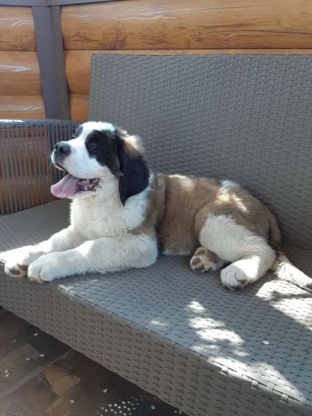 Щенки сенбернара в фото 75