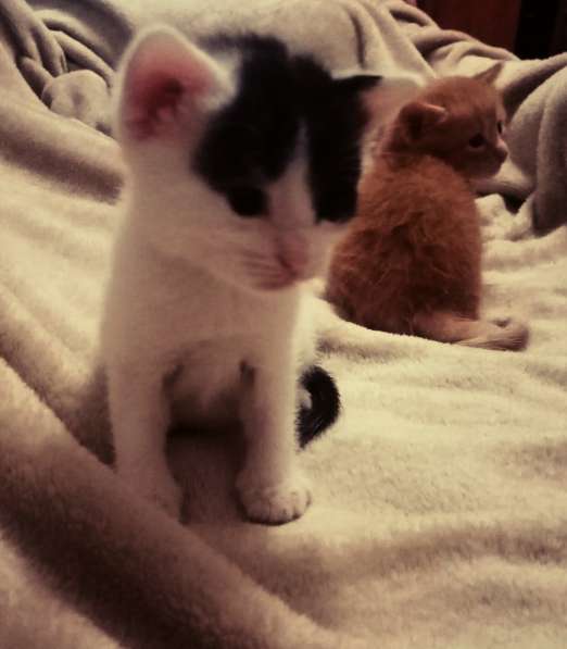 Отдам малышей исключительно в добрые ручки! в Самаре фото 8