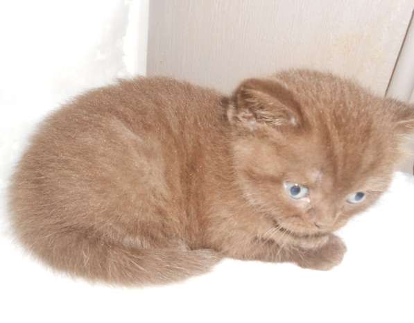 Котенок британец шоколад Бри котик коричневый в фото 4