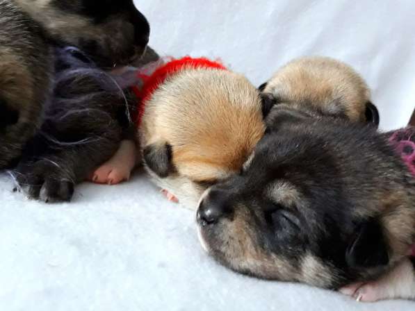 Открыты бронь на щенков КА ДЕ БО в Ижевске фото 4