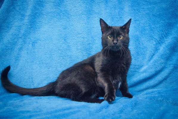 Две пантеры ищут дом. Котики в дар в Москве фото 3