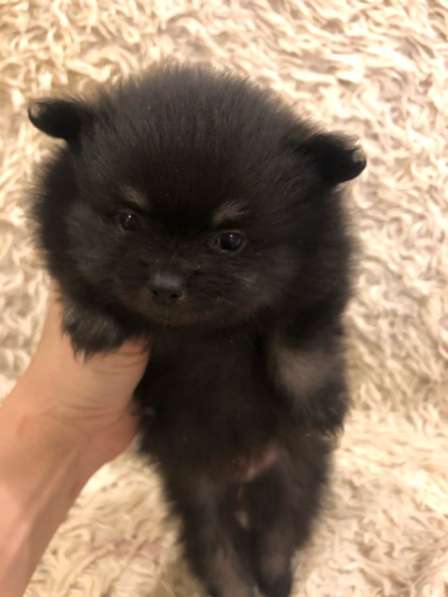 Продам померанского шпица