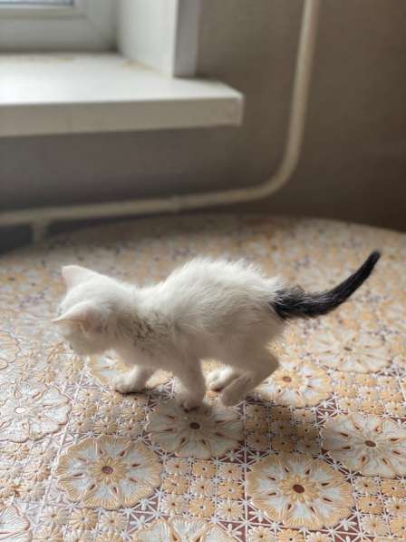 Белый кот в Москве фото 5