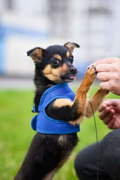 Крошечная собачка в ответственные руки в Санкт-Петербурге