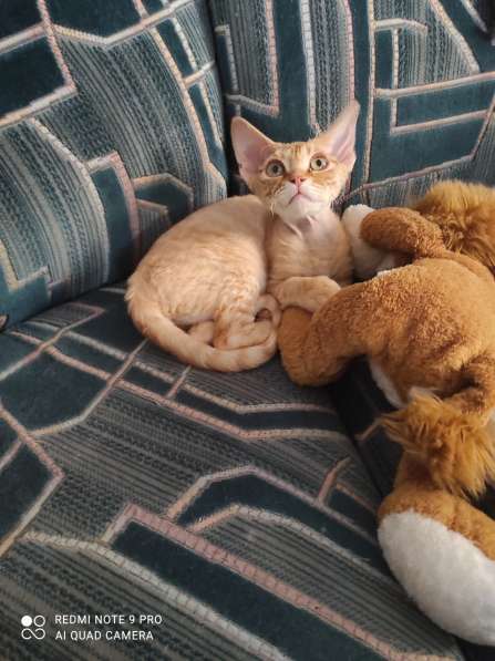 Котята Девон рекс в Калининграде
