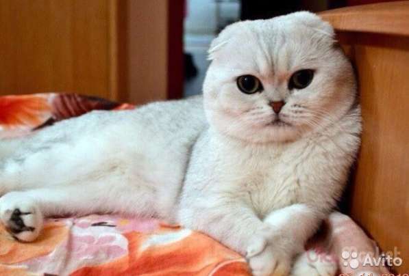 Выставочный жених, вязка в Костроме фото 13