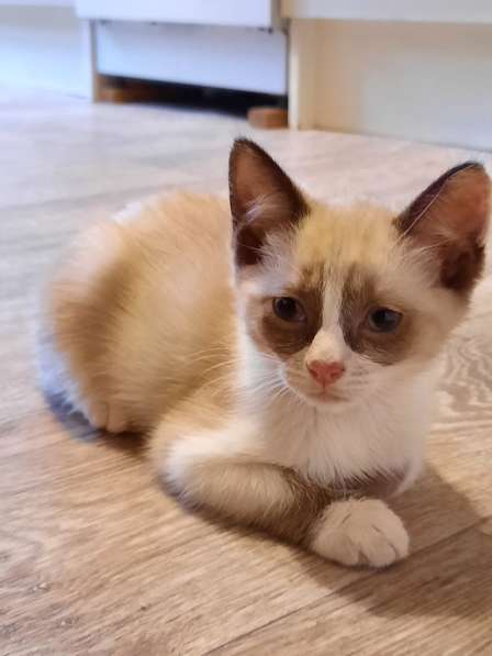 В добрые руки в Москве фото 4