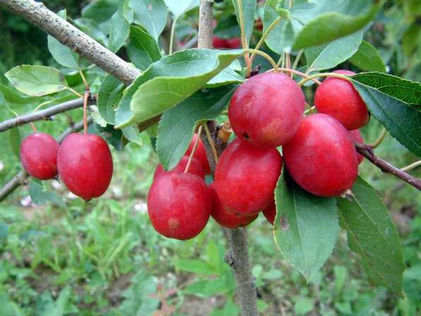 Саженцы райской яблони сортовые в фото 3