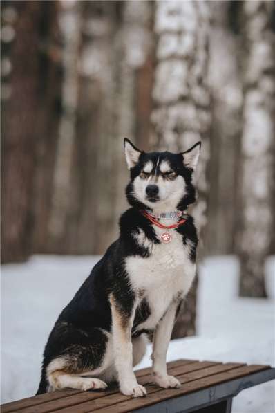 Супер-собака Урса в добрые руки! в Москве фото 17