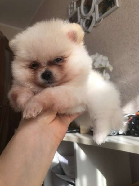 Продаются щенки шпица в фото 21