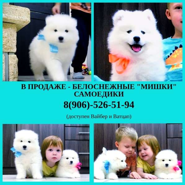 Щеночки самоедской лайки мими мишки в Рязани