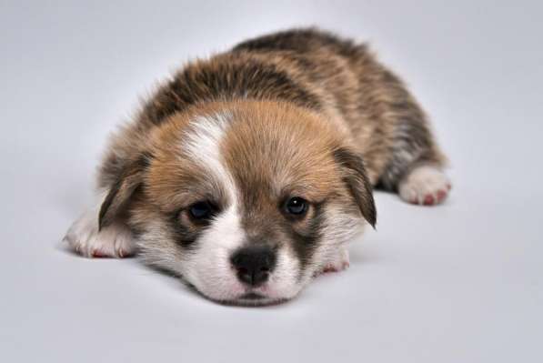 Вельш корги пемброк