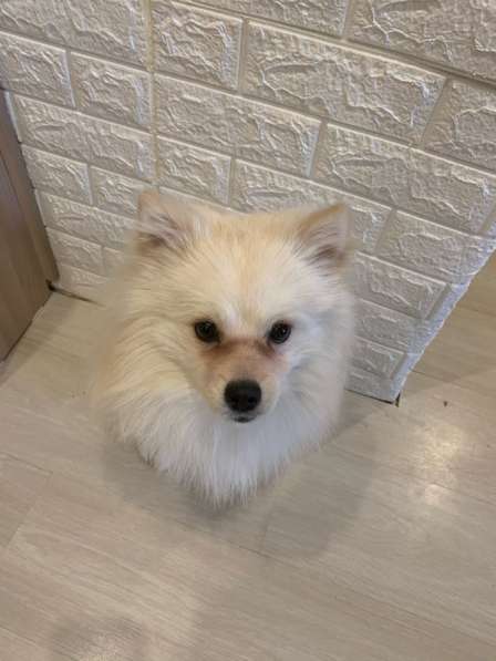 Продаётся шпиц