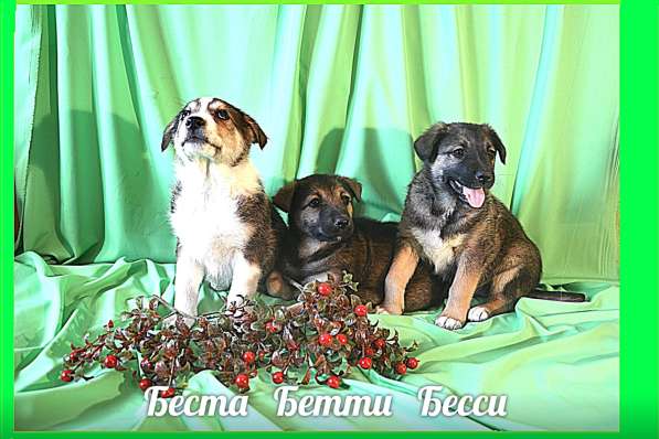 Щенки-девочки Беста, Бетти, Бесси Возраст 2 мес