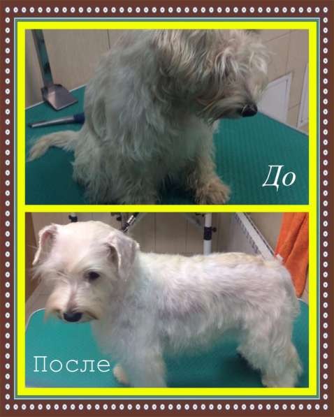 Стрижка собак в Москве