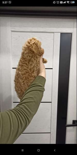 Toy poodle. Cappuccino. Boy в 
