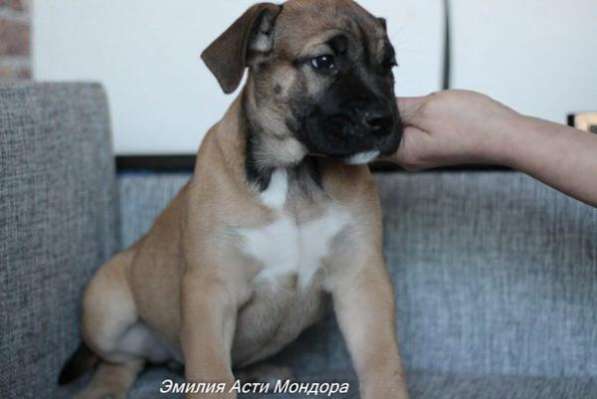 Продаются щенки ка де бо в Санкт-Петербурге