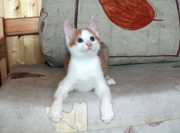 Рыжий Август, котенок в добрые руки в Калуге фото 3
