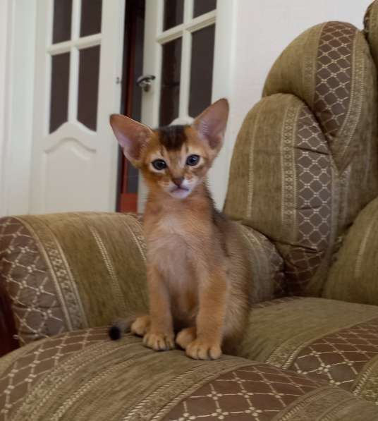 Продаются абиссинские котята. 2 месяца в Чебоксарах фото 7