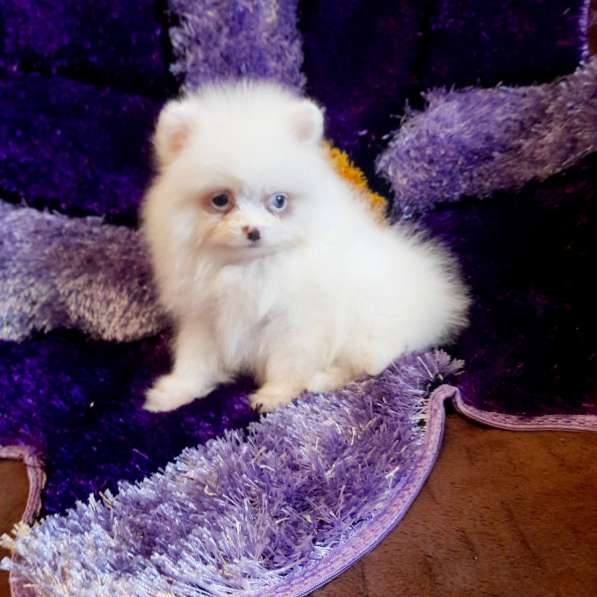 Pomeranian spitz. Mini girl. Blue eye