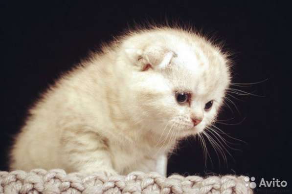 Котята -вислоухие и прямоухие в Костроме фото 6