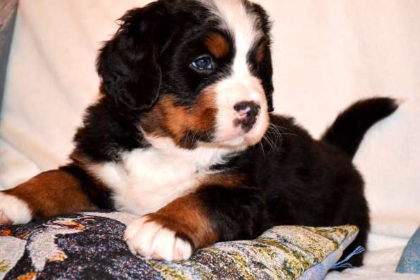 Щенки бернского зенненхунда из питомника в Москве фото 31