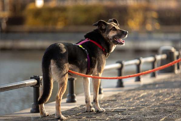 Ласка - дружелюбная, совершенно неконфликтная мудрая собака в Москве фото 25