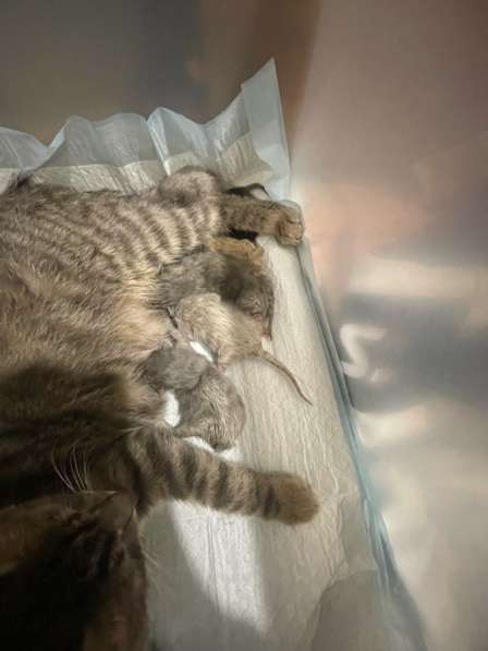 Отдаем в добрые руки котят