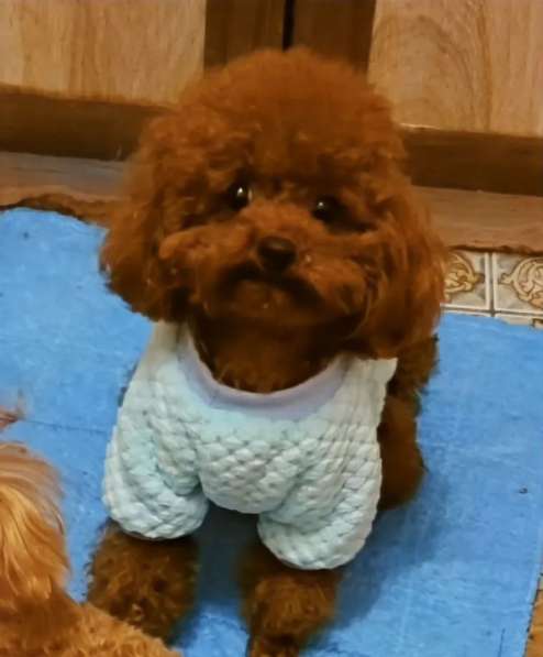 Той пудель щенки в Краснодаре