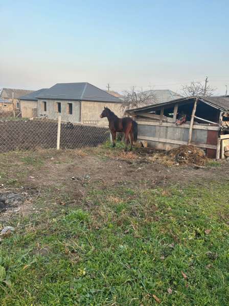 Продам кабылку в Нальчике