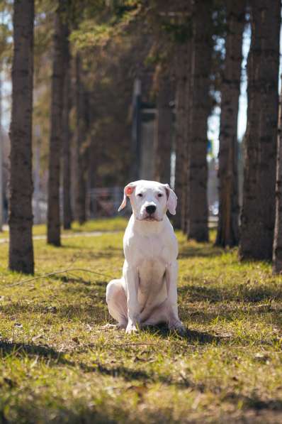 Аргентинский дог щенок