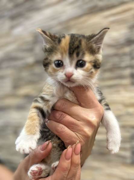 Отдам котят в Казани фото 4