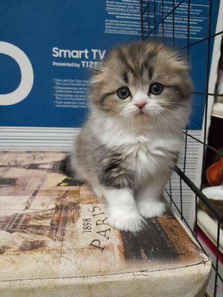 Шотландский вислоухий котёнок