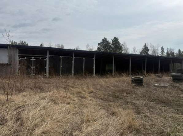 Ферма / Конюшня / Эко-хозяйство в Красноярске фото 4