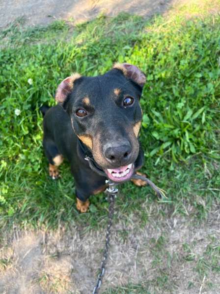 Отдам собаку в Коврове